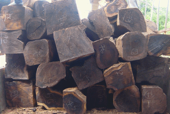 gỗ mun 