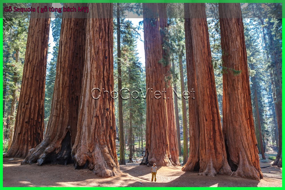 Cay Sequoia