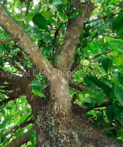 Bộ k3 gỗ xương gà vân phèo giả cẩm thị