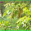 Gỗ sồi so với các loại gỗ khác