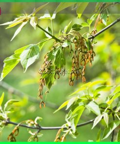 Gỗ sồi so với các loại gỗ khác