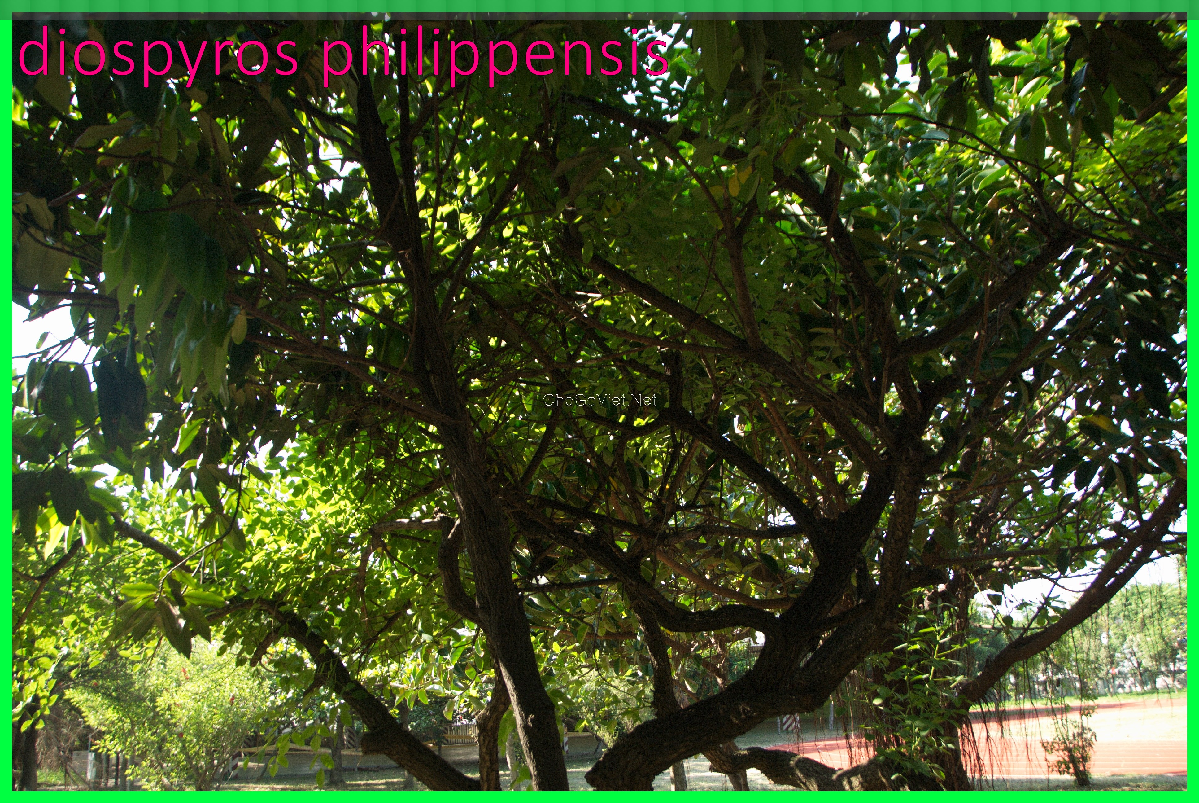 diospyros hilippensis 1