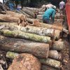 Gỗ Cao Su là gì ? Đặc điểm gỗ cao su