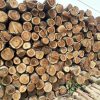 Gỗ keo là gì ? Các loại gỗ Keo phổ biến