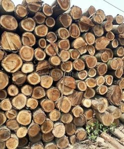 Gỗ keo là gì ? Các loại gỗ Keo phổ biến