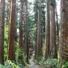 Gỗ Liễu (Willow) là gì ? Gỗ Liễu ( Willow) xẻ sấy nhập khẩu