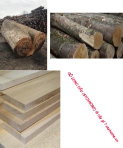 GỖ SUNG DÂU (SYCAMORE)