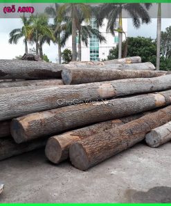 Cách tính gỗ tròn: Hướng dẫn đo đường kính cây gỗ tròn để tính khối lượng