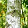 Gỗ bạch dương là gì ?