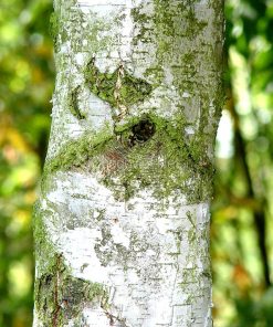 Gỗ bạch dương là gì ?