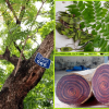 Gỗ sưa là gì ? Cách tính đường kính lõi cây sưa