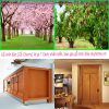 Gỗ Anh đào (Gỗ Cherry) là gì ? Đặc điểm gỗ anh đào 