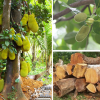 Gỗ mít, gỗ dổi hiện nay có tốt như ngày xưa không ?