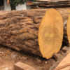 Gỗ dâu Nam Phi có gì khác với gỗ gụ Nam Phi?