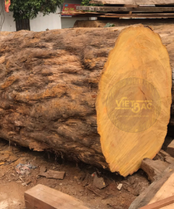 Gỗ dâu Nam Phi có gì khác với gỗ gụ Nam Phi?