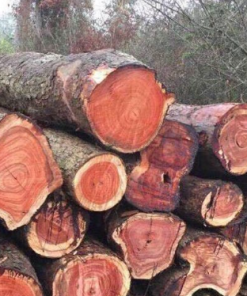 Gỗ Hương Đá Zambia hay Hương Đá Angola tốt ?