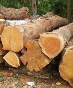 Sự thật về Mít Tây và Mít Ta làm đồ thờ