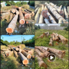 Cây gỗ tràm