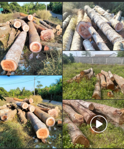 Cây gỗ tràm