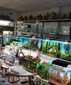 Thiết kế cửa hàng cá cảnh